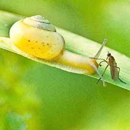 Schnecke und Käfer auf einem Blatt - Titelbild für den Kurs Gewaltfreie Kommunikation